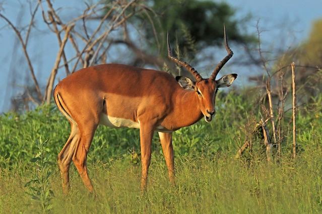 Nkasa Rupara National Park